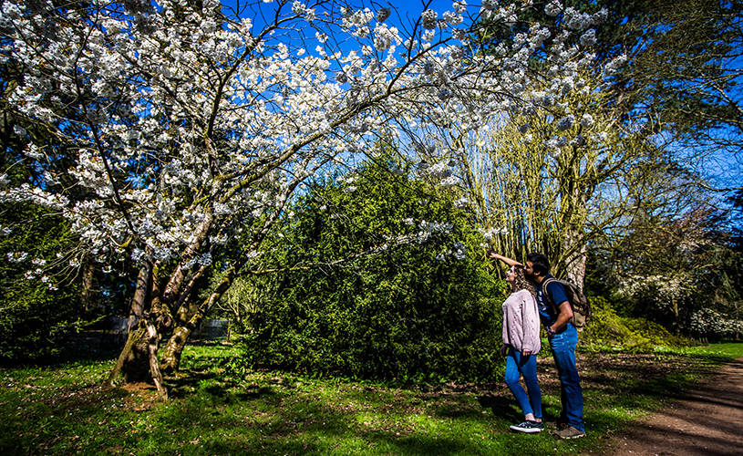 Two people looking at spring blossom at Westonbirt Arboretum